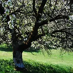Elke